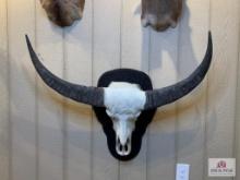 [235] Water Buffalo European Mount (4)
