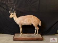 [236] Bush Buck Full Body Mount on Base (5)