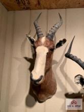 [237] Blesbok Shoulder Mount (6)
