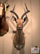 [238] Impala Shoulder Mount (7)