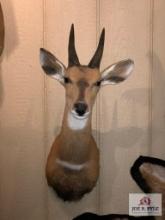 [239] Harnessed Bush Buck Shoulder Mount (8)