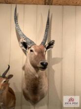 [241] Water Buck Shoulder Mount (10)
