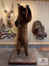 [243] Alaskan Brown Bear Full Body Mount on Base (12)