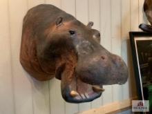 [244] Hippopotamus Shoulder Mount (13)