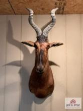 [247] Hartebeest Shoulder Mount (16)