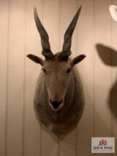 [248] Cape Eland Shoulder Mount (17)