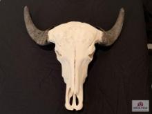 [253] Water Buffalo Skull European Mount (22)