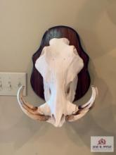 [254] Warthog Skull Mount (23)