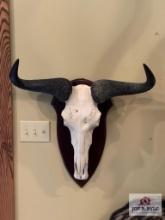 [256] Blue Wildebeest European Mount (25)