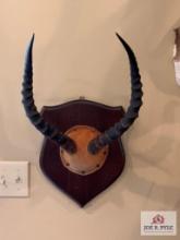 [257] Impala Horns mounted on Plaque (26)