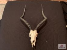 [258] Impala European Mount (27)