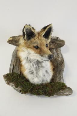Fox Taxidermy Shoulder Mount With Drift Wood