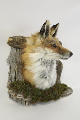Fox Taxidermy Shoulder Mount With Drift Wood