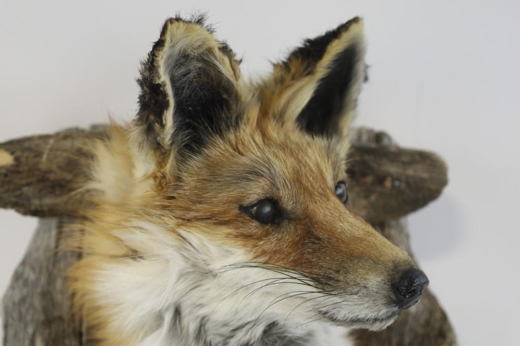 Fox Taxidermy Shoulder Mount With Drift Wood
