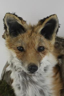 Fox Taxidermy Shoulder Mount With Drift Wood