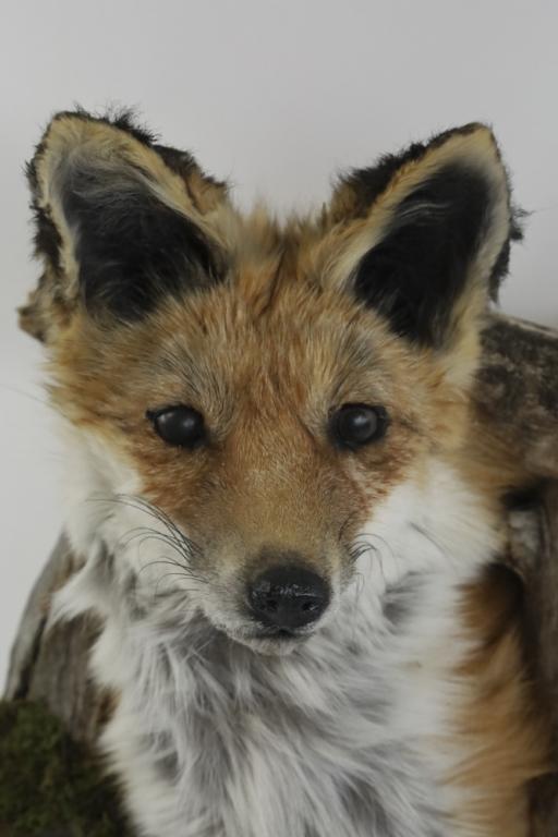 Fox Taxidermy Shoulder Mount With Drift Wood
