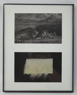 Genuine Tiger Fur In Frame