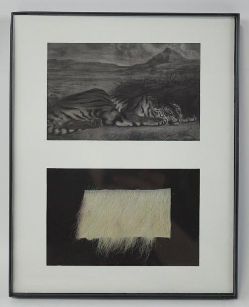 Genuine Tiger Fur In Frame