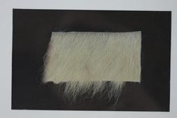 Genuine Tiger Fur In Frame