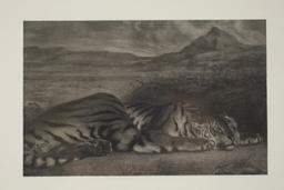 Genuine Tiger Fur In Frame