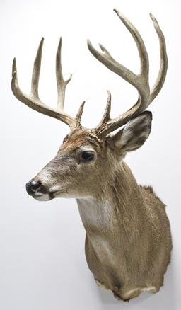 11 Point Whitetail Deer Shoulder Mount