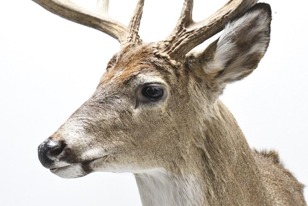 11 Point Whitetail Deer Shoulder Mount