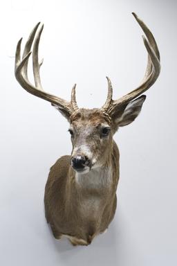 11 Point Whitetail Deer Shoulder Mount