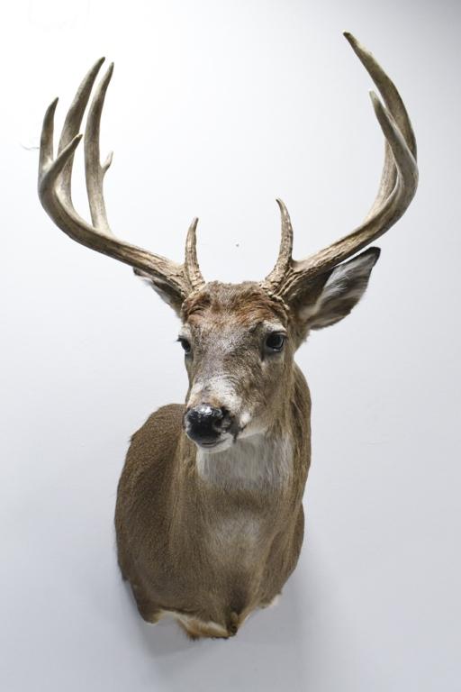 11 Point Whitetail Deer Shoulder Mount