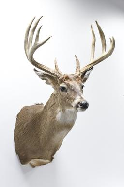 11 Point Whitetail Deer Shoulder Mount