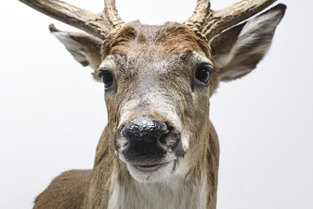 11 Point Whitetail Deer Shoulder Mount