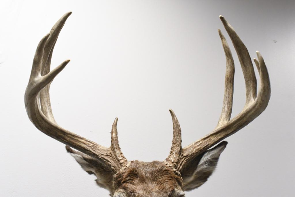 11 Point Whitetail Deer Shoulder Mount