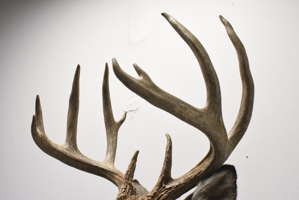 11 Point Whitetail Deer Shoulder Mount