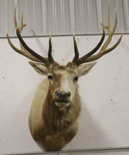 Large Elk Taxidermy Shoulder Mount