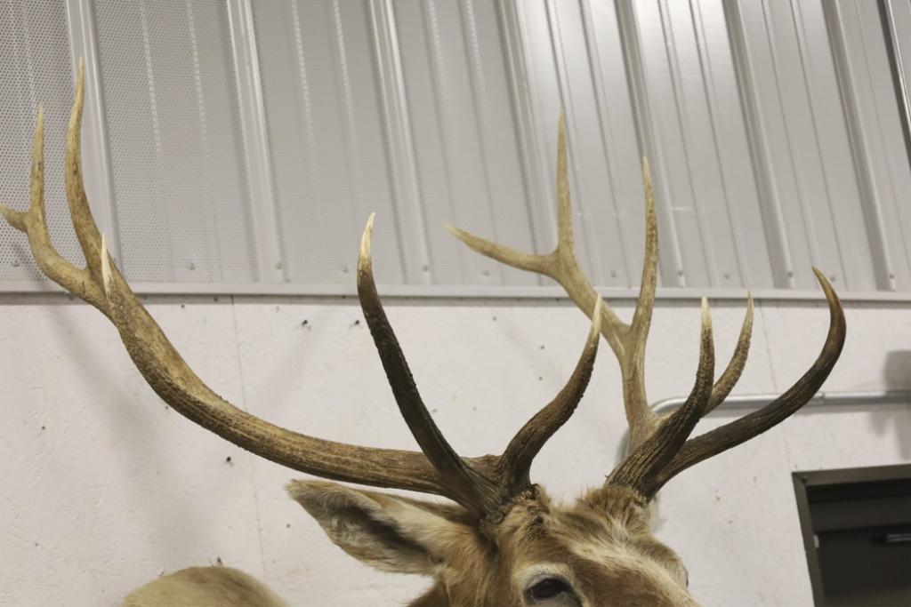 Large Elk Taxidermy Shoulder Mount