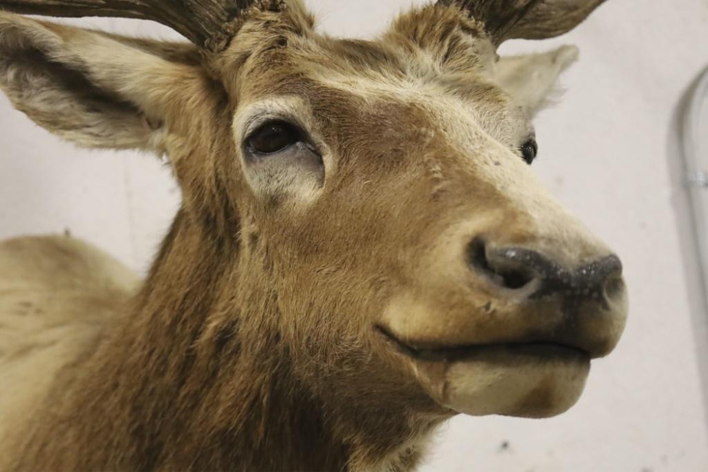 Large Elk Taxidermy Shoulder Mount