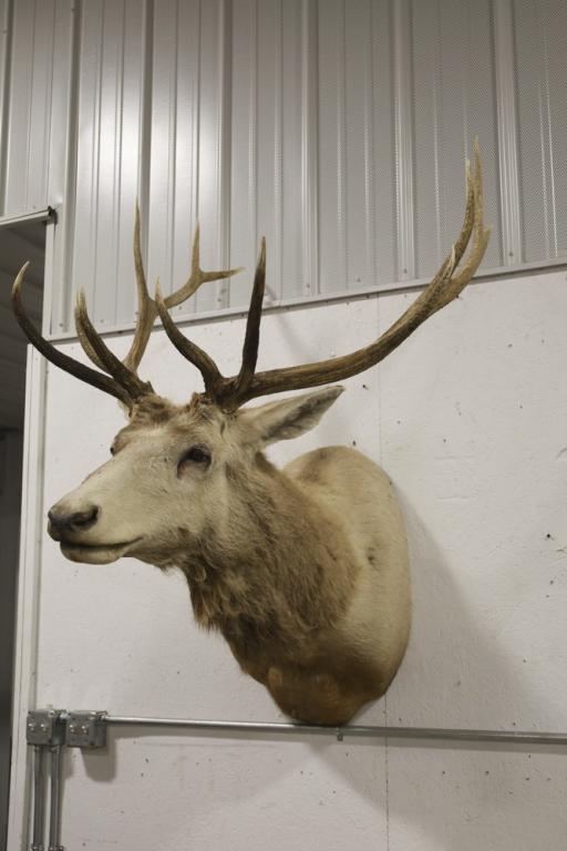 Large Elk Taxidermy Shoulder Mount