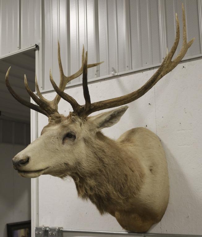 Large Elk Taxidermy Shoulder Mount