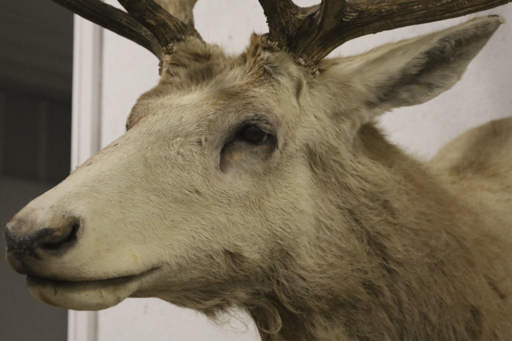 Large Elk Taxidermy Shoulder Mount