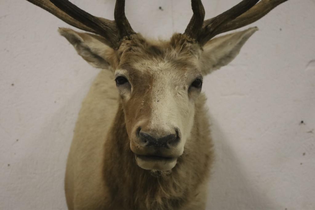 Large Elk Taxidermy Shoulder Mount
