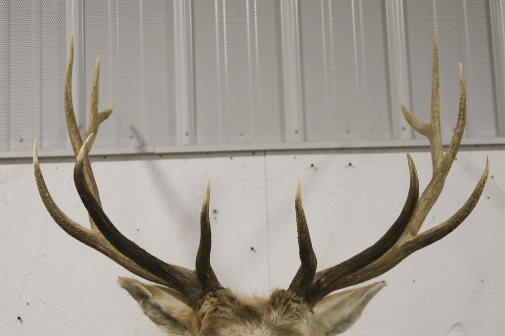 Large Elk Taxidermy Shoulder Mount