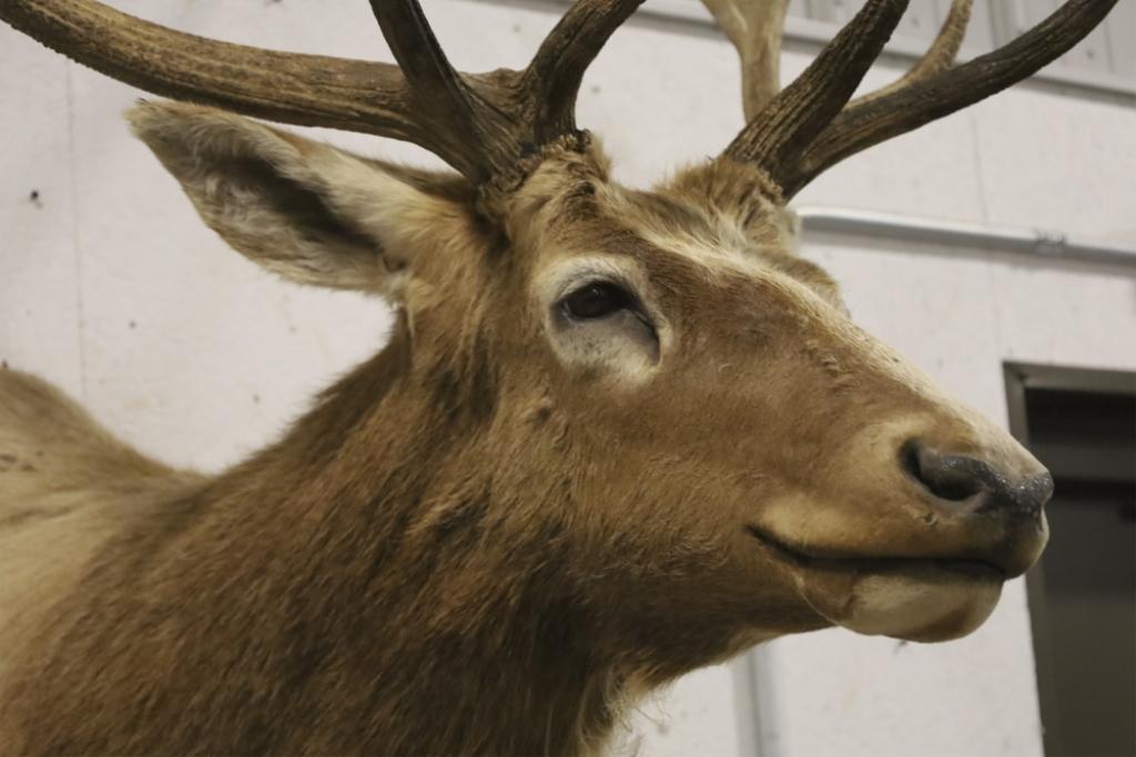 Large Elk Taxidermy Shoulder Mount