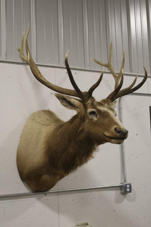 Large Elk Taxidermy Shoulder Mount