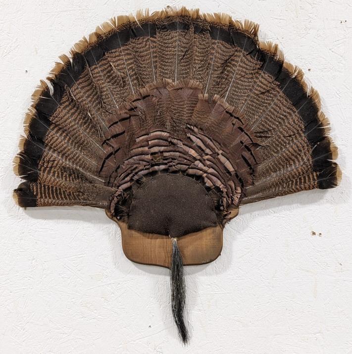 Tom Turkey Full Fan Mount w/ Beard on Plaque
