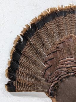 Tom Turkey Full Fan Mount w/ Beard on Plaque