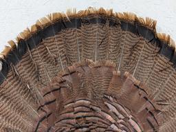 Tom Turkey Full Fan Mount w/ Beard on Plaque