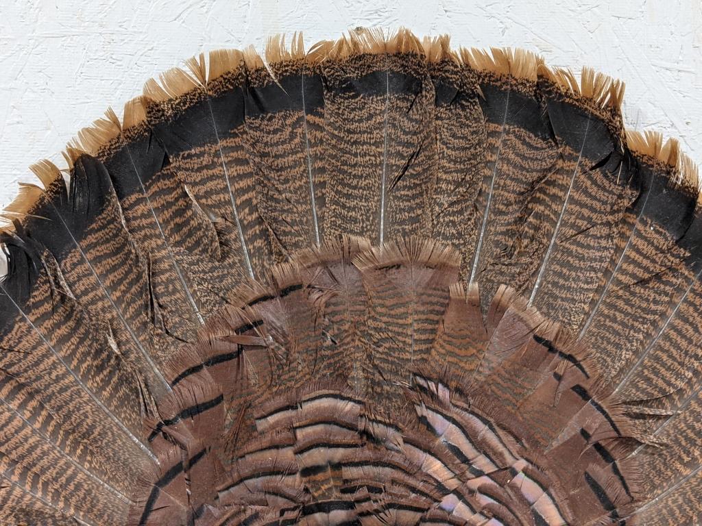 Tom Turkey Full Fan Mount w/ Beard on Plaque