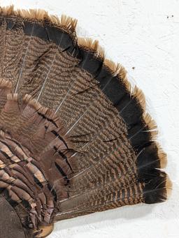 Tom Turkey Full Fan Mount w/ Beard on Plaque