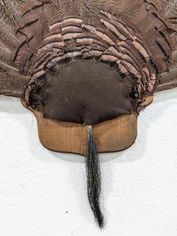 Tom Turkey Full Fan Mount w/ Beard on Plaque