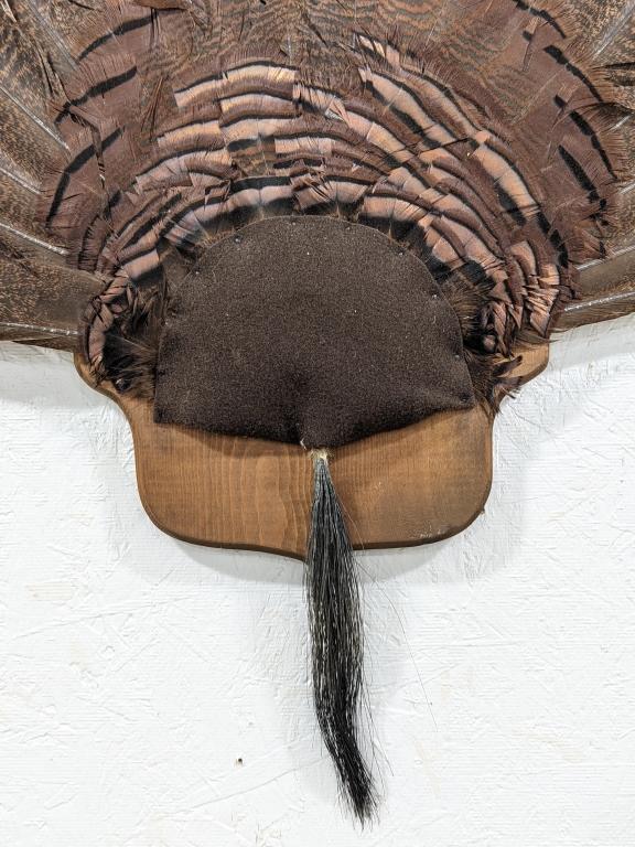 Tom Turkey Full Fan Mount w/ Beard on Plaque