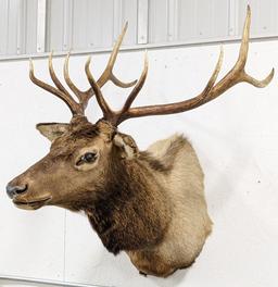Large 10-Point Bull Elk Shoulder Mount